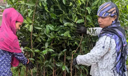 Adani Group to provide 11 lakh saplings to MP as part of sustainable future goal