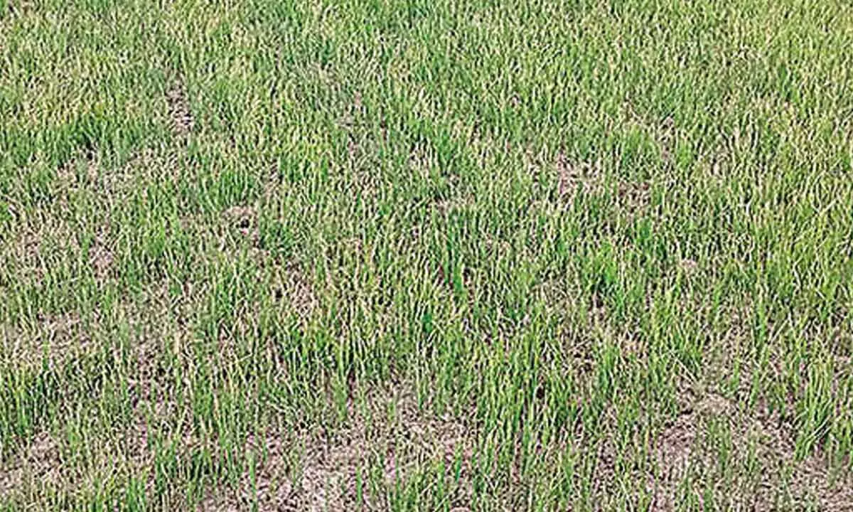 With no water or rain, fields go dry in kharif