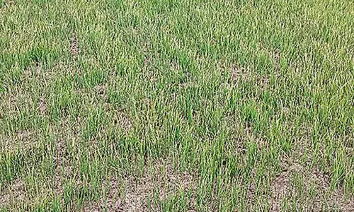 With no water or rain, fields go dry in kharif