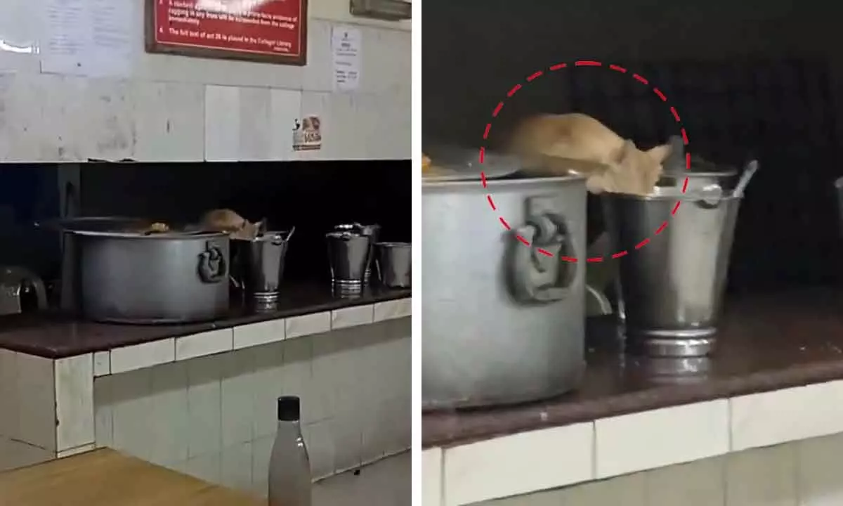 Hyderabad: Cat found eating food in JNTUH mess, video goes viral