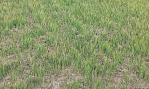 Agri officials ready to supply short-duration paddy seed