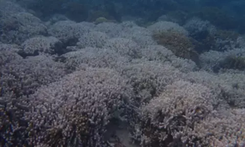 Coral bleaching detected in waters around Taiwan due to heat wave