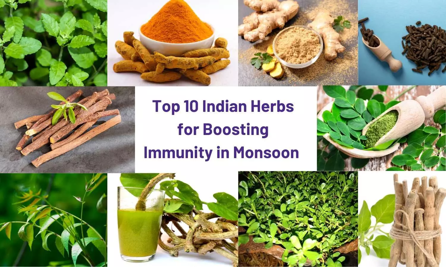 Top 10 Indian Herbs for Boosting Immunity in Monsoon