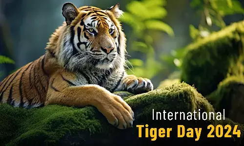 International Tiger Day 2024: Celebrating Conservation Efforts