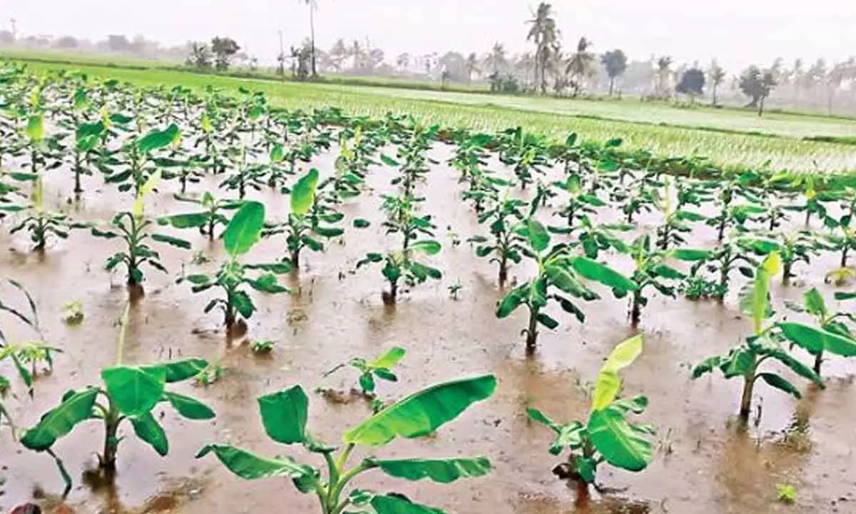 Heavy crop loss due to incessant rains