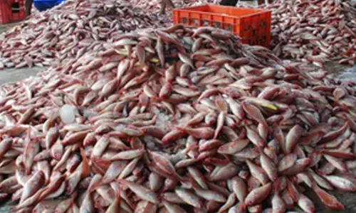 Banning juvenile fishing led to 41 pc increase in yield: CMFRI