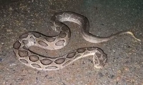 Python Spotted in Nagarkurnool District Center