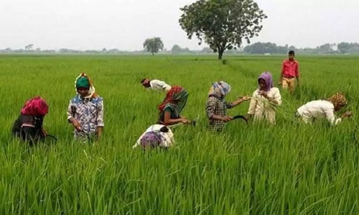 Farm sector gets boost as Agri fund mobilises Rs 73,194 cr