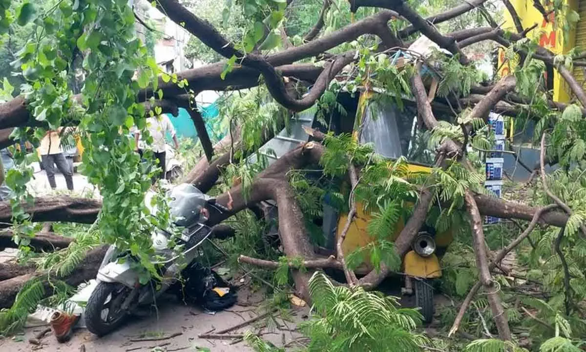 Hyderabad: Elderly man dies as uprooted tree falls on him in Old City