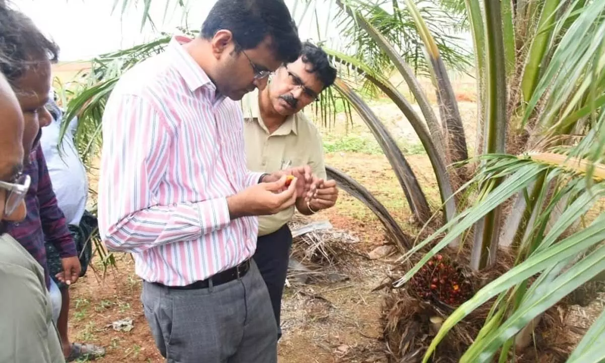 DC BM Santhosh Advocates for Enhanced Oil Palm Cultivation