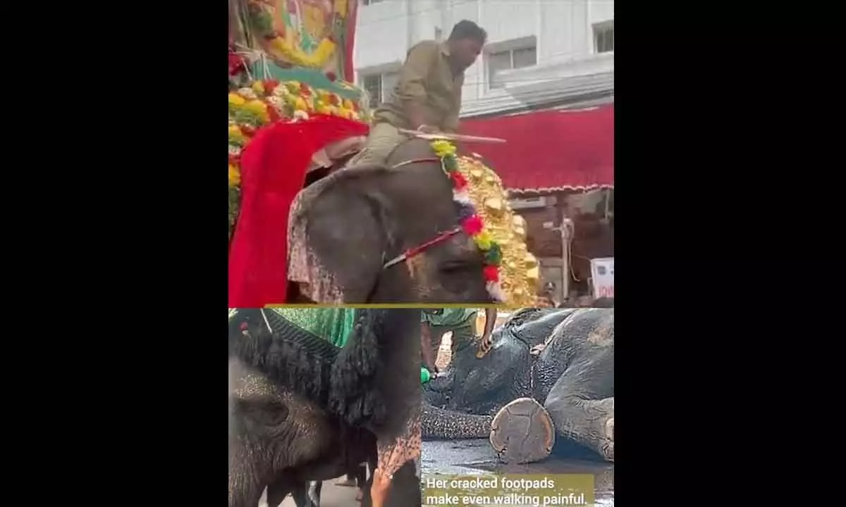 Fraudulent Health Certificates for Elephant Roopavathi Issued, Condemns Cruelty During Bonalu Processions: PETA