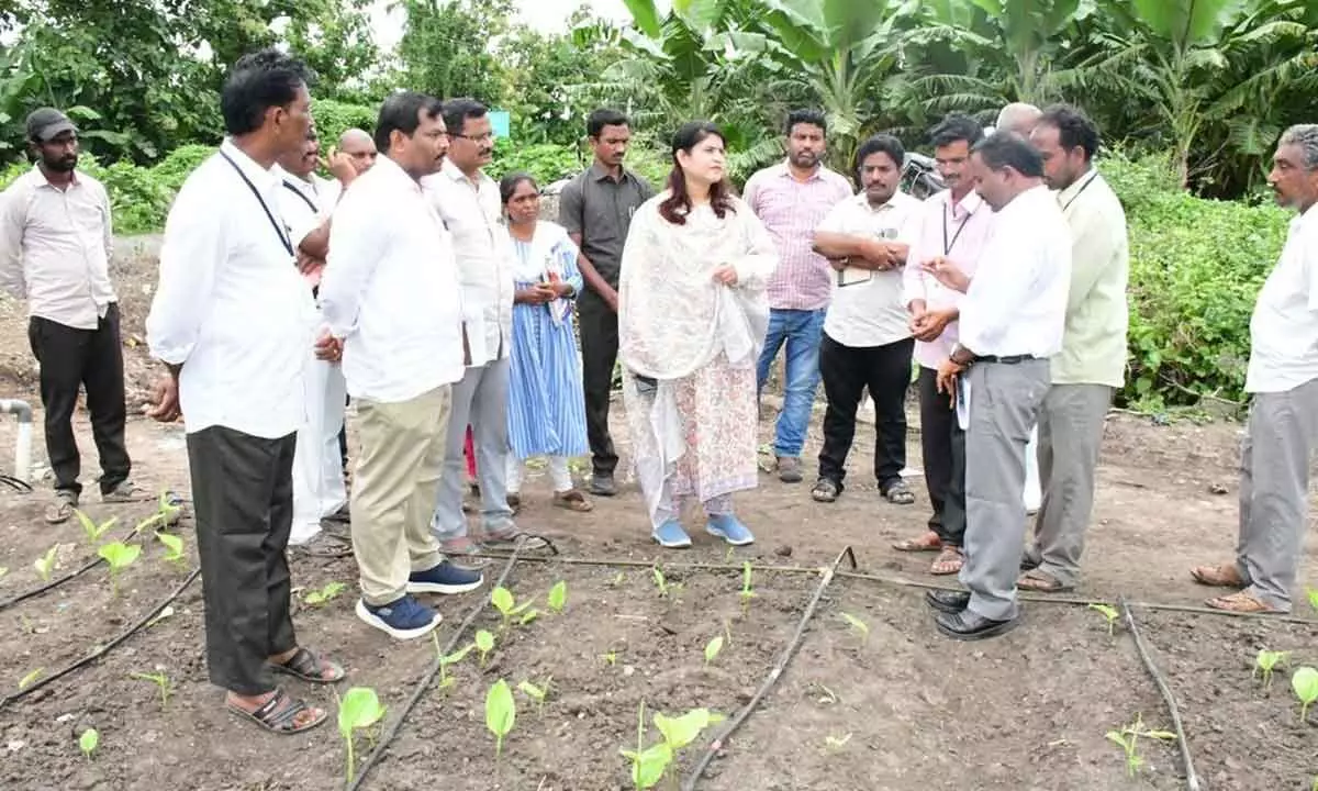 District Collector G Raja Kumari inspecting banana crop in Allinagaram village on Thursday