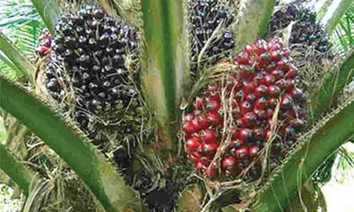 Oil palm to be cultivated in 1 lakh acres in 2024-25
