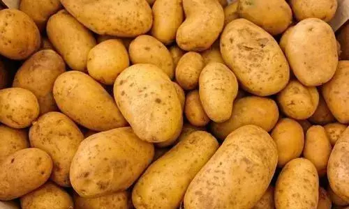 Odisha plans to procure potato from UP