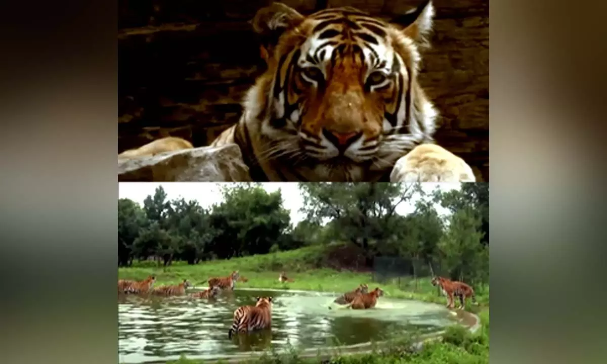 PM Modi hails tiger conservation efforts in Mann Ki Baat