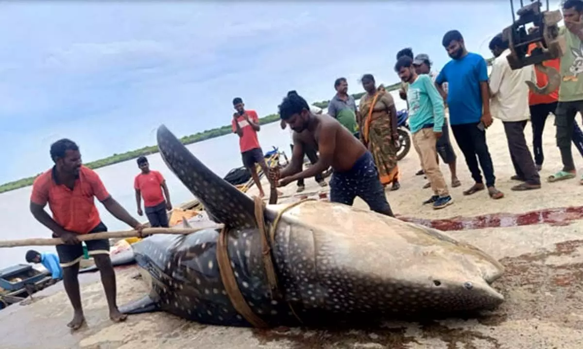 Giant Fish Weighing Over 1.5 Ton Caught by Machilipatnam Fishermen