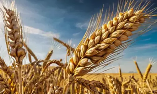 Himachal Pradesh to procure chemical-free wheat, maize at high price