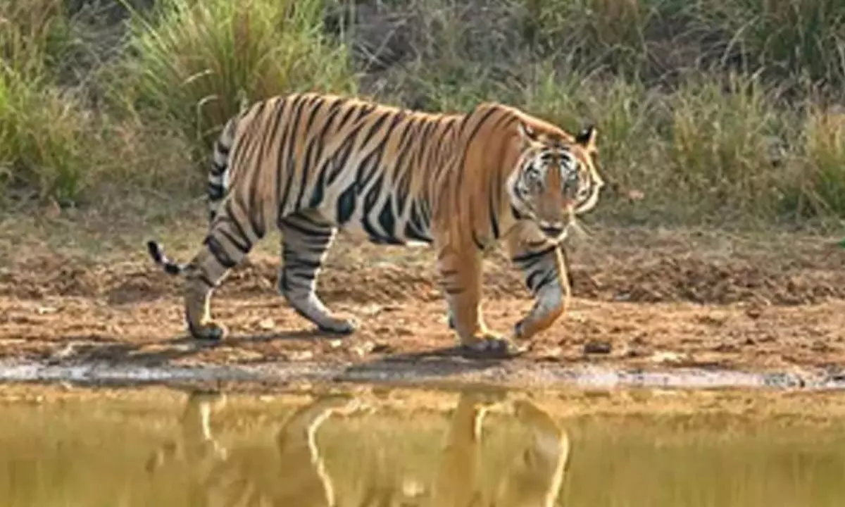 Tiger population on the rise at Valmikinagar Tiger Reserve