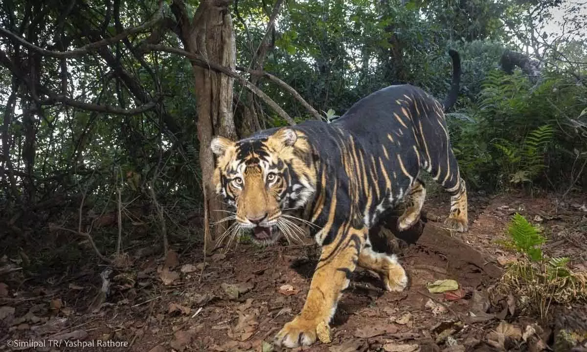 Odisha to set up world’s first black tiger safari