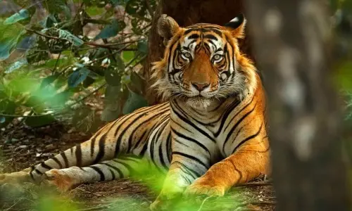 A call to preserve & protect tigers