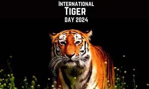 International Tiger Day 2024: Date, Theme, History and Significance
