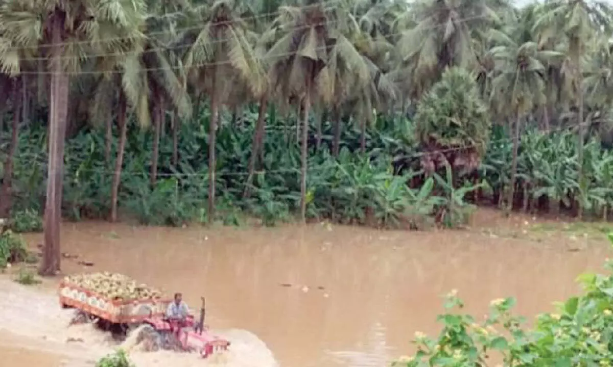 Banana and coconut gardens inundated in P Gannavaram mandal in Dr B R Ambedkar Konaseema district