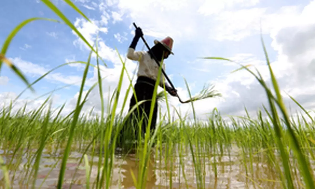 Over 10,000 acres of monsoon paddy submerged in Myanmar