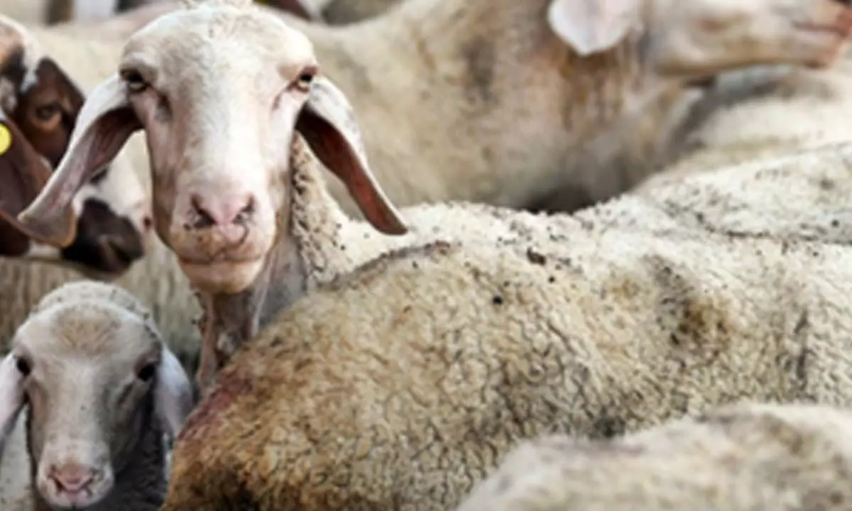 Greece on alert after outbreak of small-ruminants plague