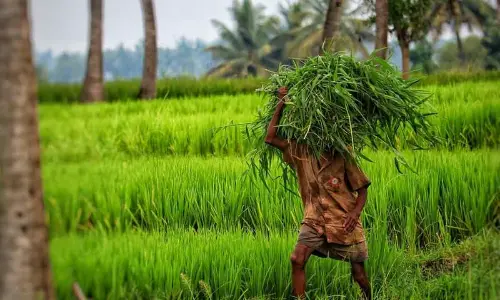 Heavy inflows from catchment areas raise farmers’ hopes