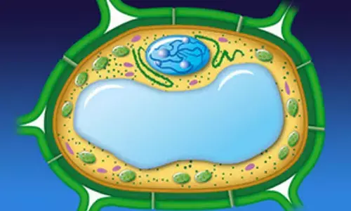 Turning bacteria into cellulose-producing mini-factories