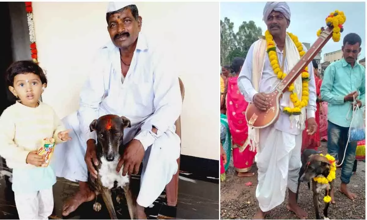 Lost dog returns home travelling alone for 250 km to Belagavi