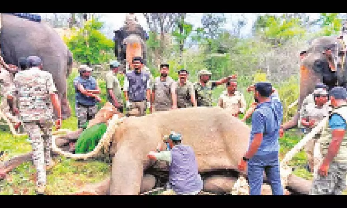 Elephant capture ‘Operation Makhna’ successful in Bannerghatta