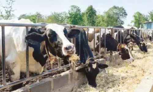 India is in deficit in fodder supply for animals: Union Minister