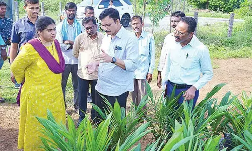 Farmers urged to focus on oil palm cultivation