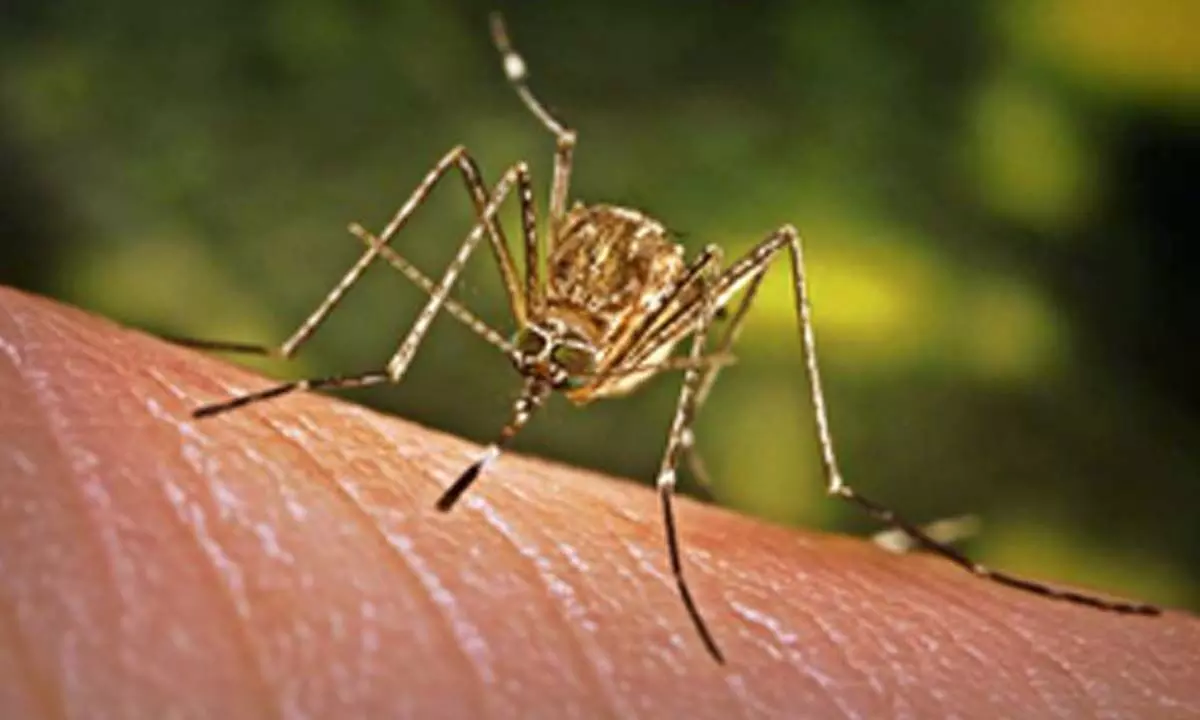 Assam sees surge in Japanese Encephalitis cases