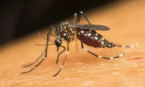 Despite big rise in dengue cases, SCB lags in anti-larval operations