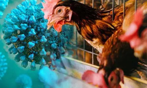 16-year-old Cambodian girl tests positive for bird flu