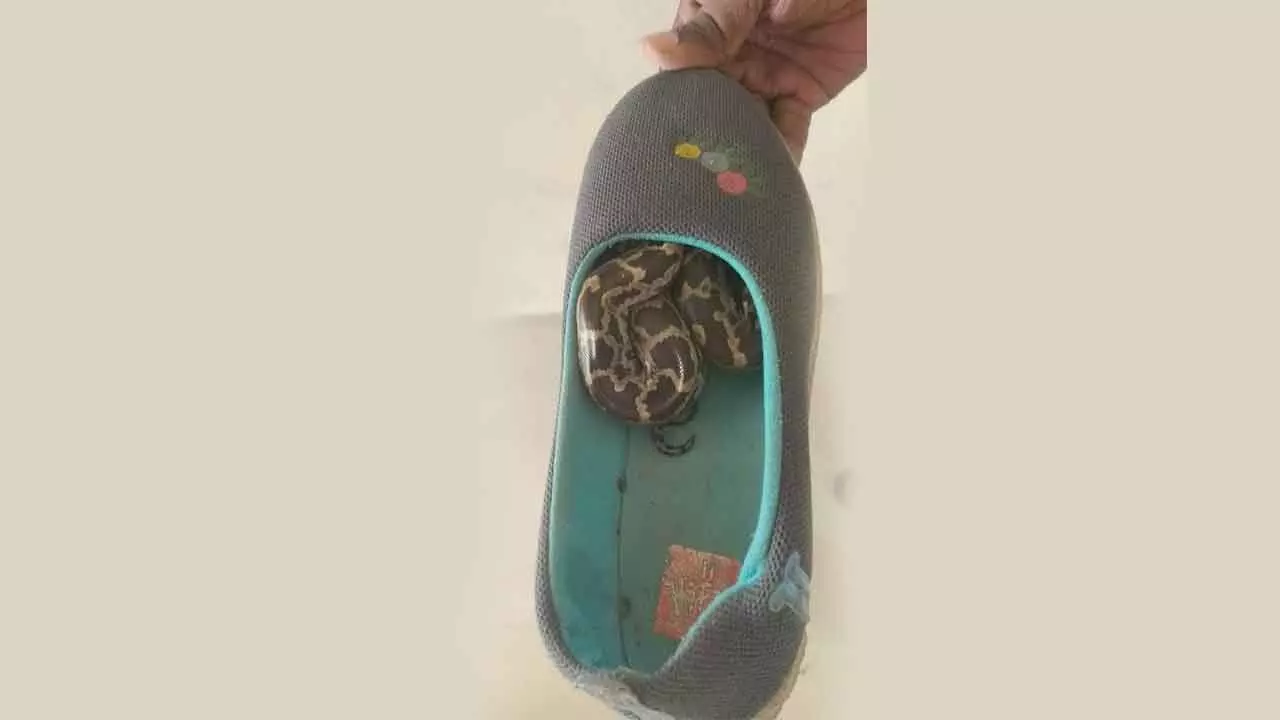 A mini python slipped into a slip-on shoe at a residence in Venkojipalem in Visakhapatnam