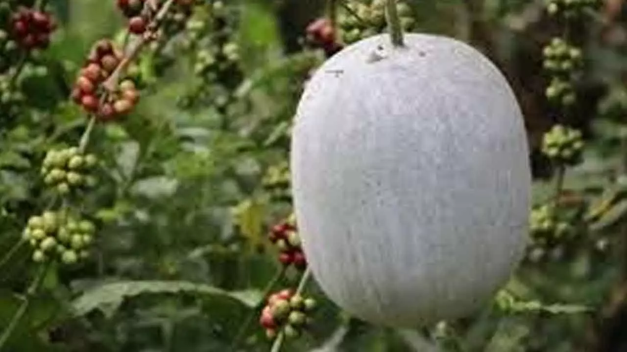 Heavy demand for ash gourds on account of Amavasya on Sunday