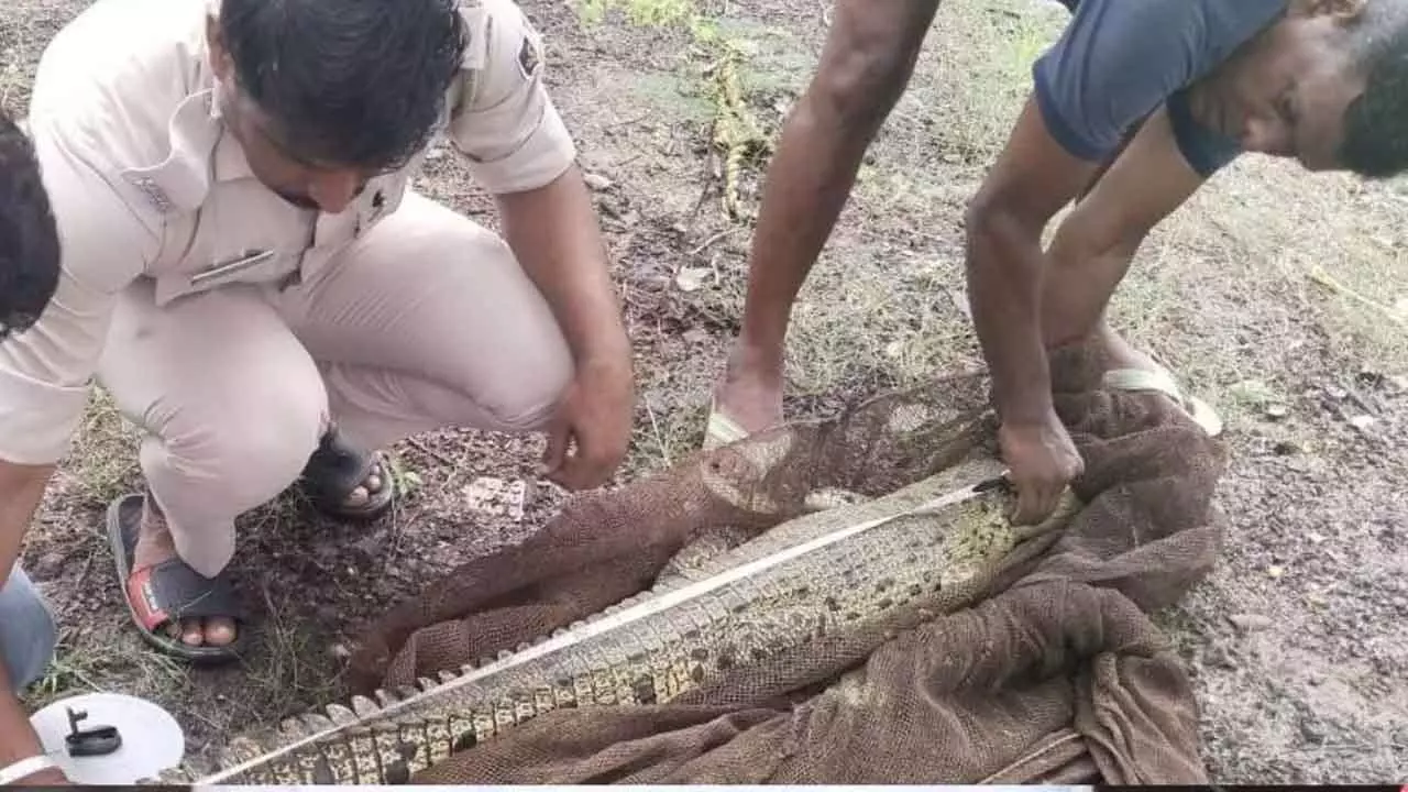 Crocodile rescued from village pond