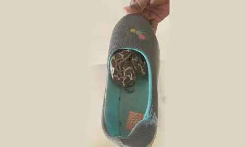 A mini python slipped into a slip-on shoe at a residence in Venkojipalem in Visakhapatnam