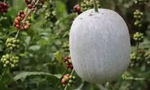 Heavy demand for ash gourds on account of Amavasya on Sunday