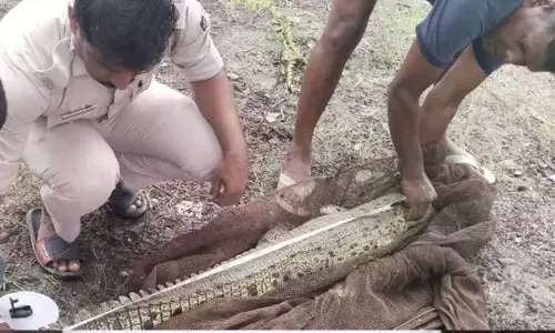 Crocodile rescued from village pond