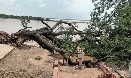 The 155-year-old ‘Nidra Ganneru’ tree which collapsed at Kumaradevam
