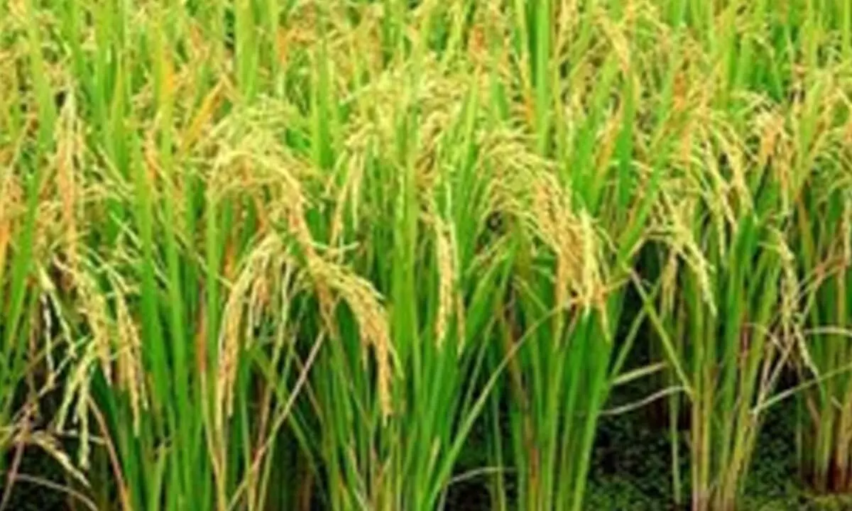 Haryana announces 20 pc hike in commission for arthiyas’ for paddy