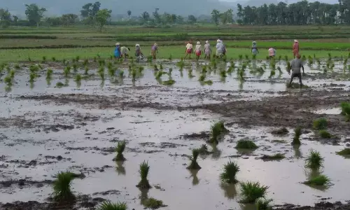 Paddy transplantation activity in Ponduru mandal