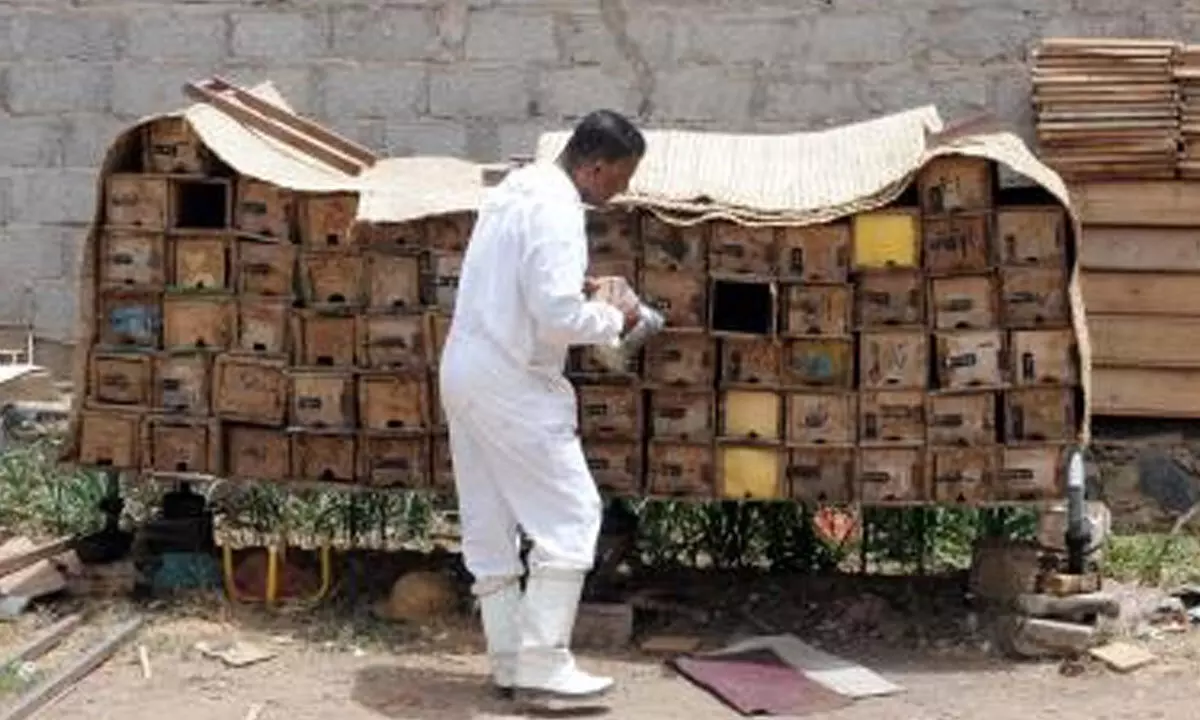 Civil war threatens Yemens prestigious honey industry