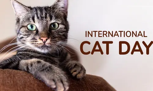 International Cat Day 2024: A Celebration of Feline Friends