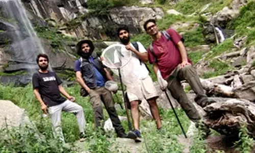 Three Kashmiri scientists discover new species of hoverfly