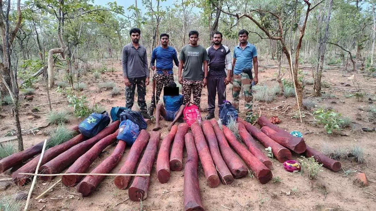 Task force personnel producing red sanders smuggler and 18 logs before the media in Tirupti on Thursday